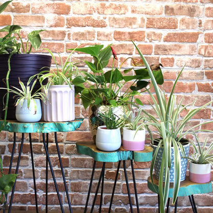 Lot de 3 supports à plantes en bois Gamell